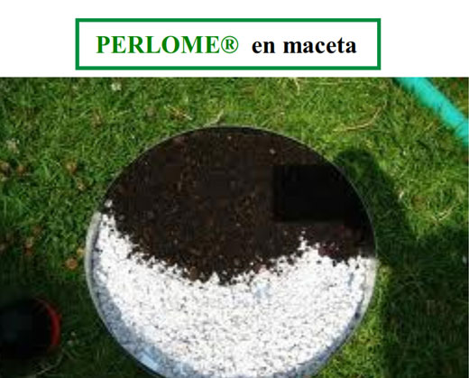 perlome-maceta